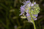 Prairie phacelia